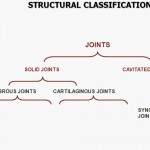 classification of joints