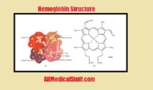 structure of hemoglobin