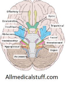 12 cranial nerves