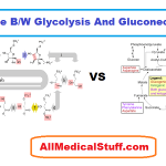similarities and Differences between Glycolysis and Gluconeogenesis