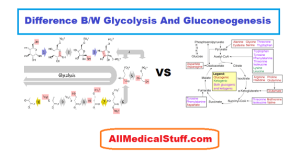 similarities and Differences between Glycolysis and Gluconeogenesis