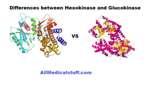 Differences between hexokinase and glucokinase