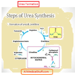 urea formation and estimation of blood urea