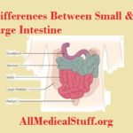 small intestine vs large intestine