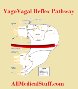 vagovagal reflex pathway