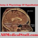 structure and functions of hypothalamus