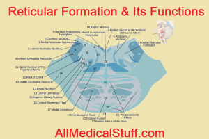 structure and functions of reticular formation
