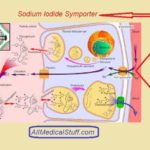 sodium iodide symporter