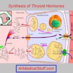 synthesis and functions of thyrxine hormone
