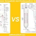 Difference Between Sympathetic And Parasympathetic