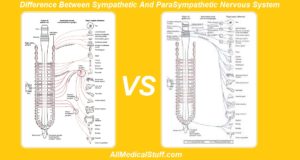 Difference Between Sympathetic And Parasympathetic