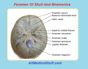 foramen of skull