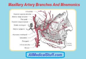 maxillary artery branches and mnemonics