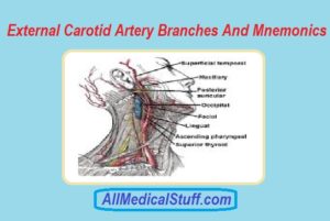 external carotid artery branches mnemonics