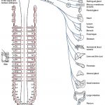 Autonomic Nervous System pdf